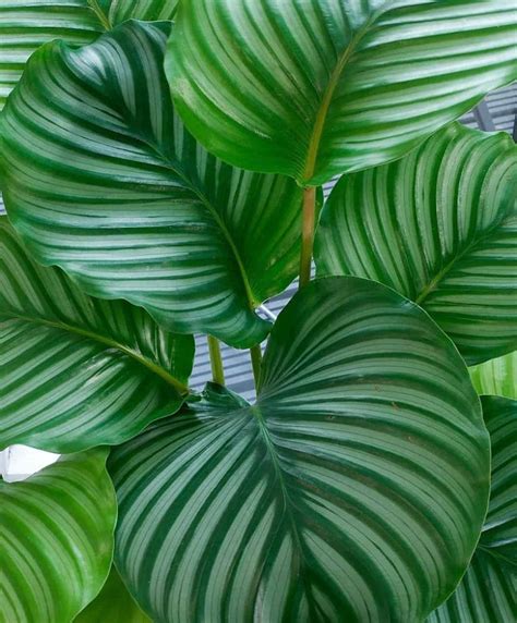 Large foliage plants. Things To Know About Large foliage plants. 